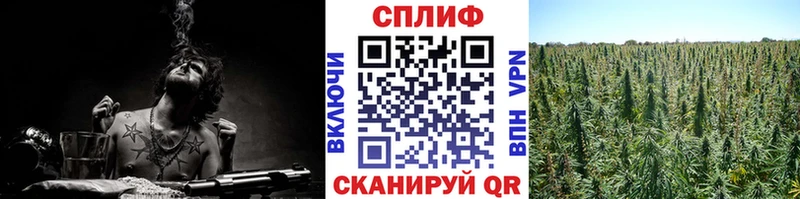 Канабис сатива  Палласовка 